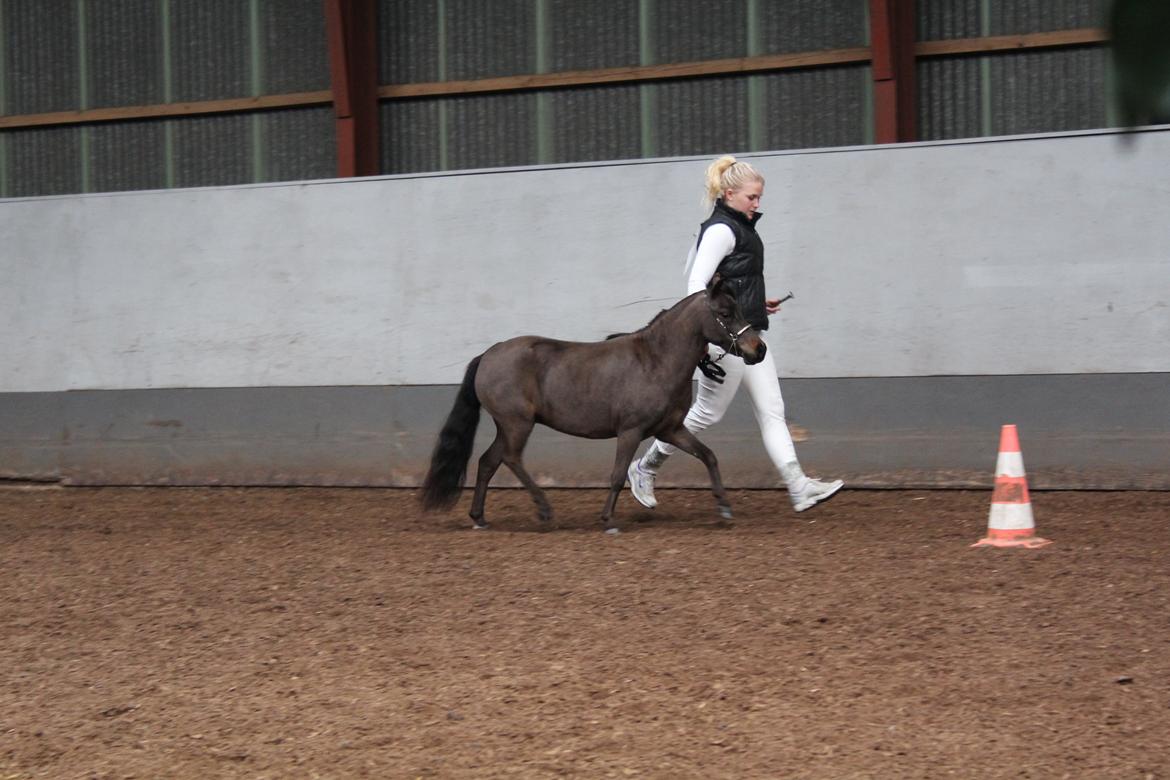 Belgisk Miniature Kogsbølle Pepsi Light billede 12