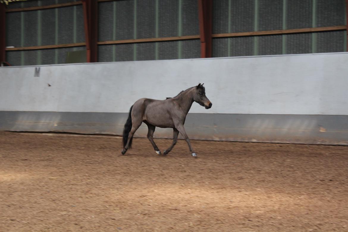 Belgisk Miniature Kogsbølle Pepsi Light billede 13