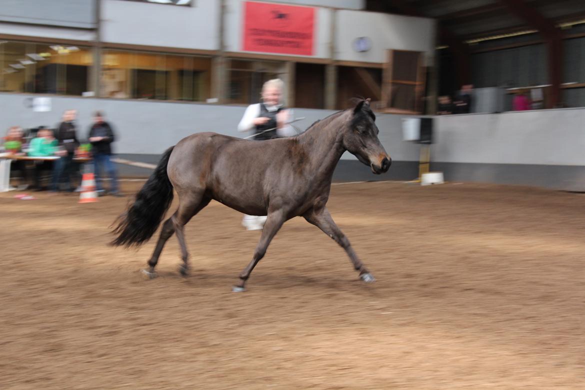 Belgisk Miniature Kogsbølle Pepsi Light billede 14