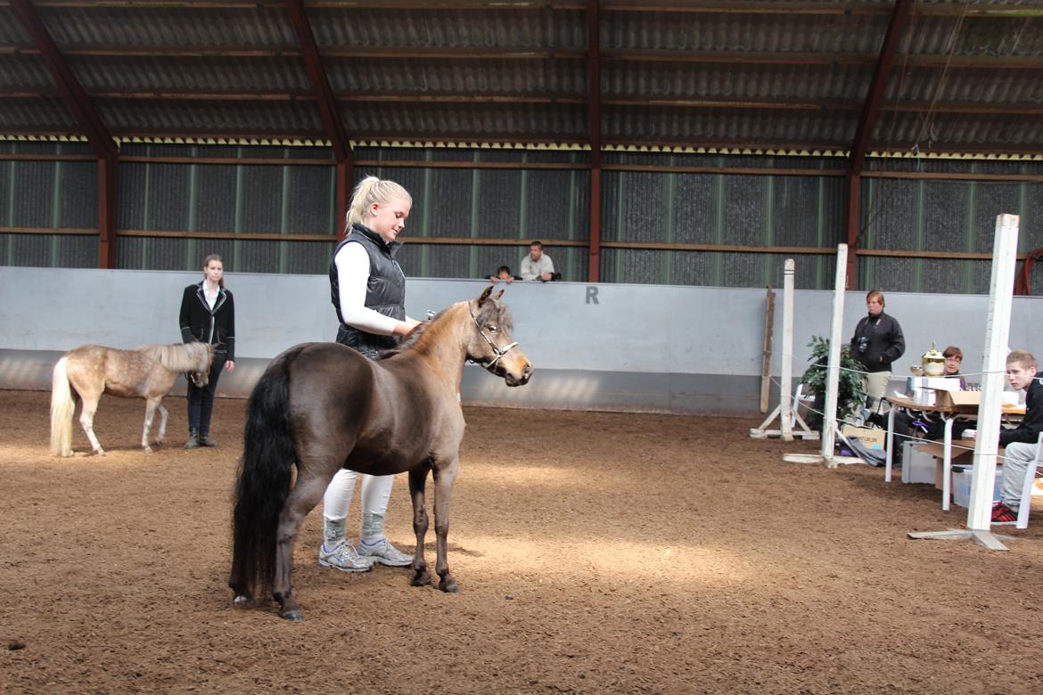 Belgisk Miniature Kogsbølle Pepsi Light billede 16