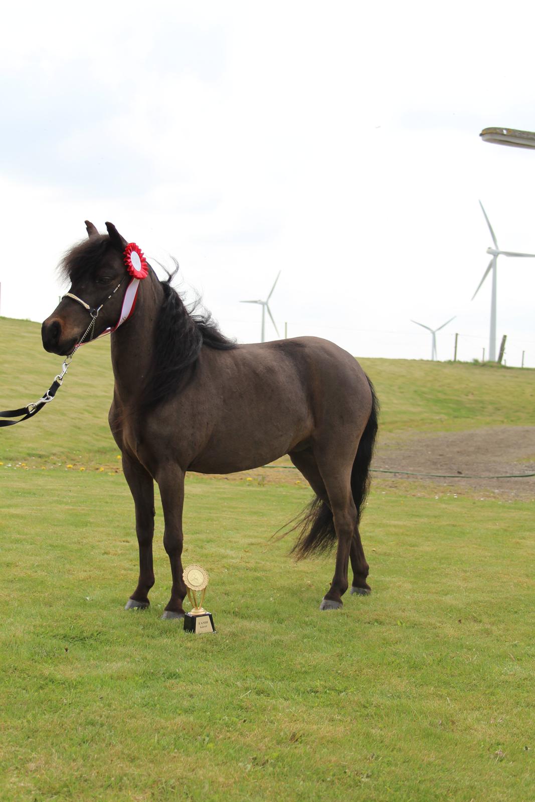 Belgisk Miniature Kogsbølle Pepsi Light billede 18