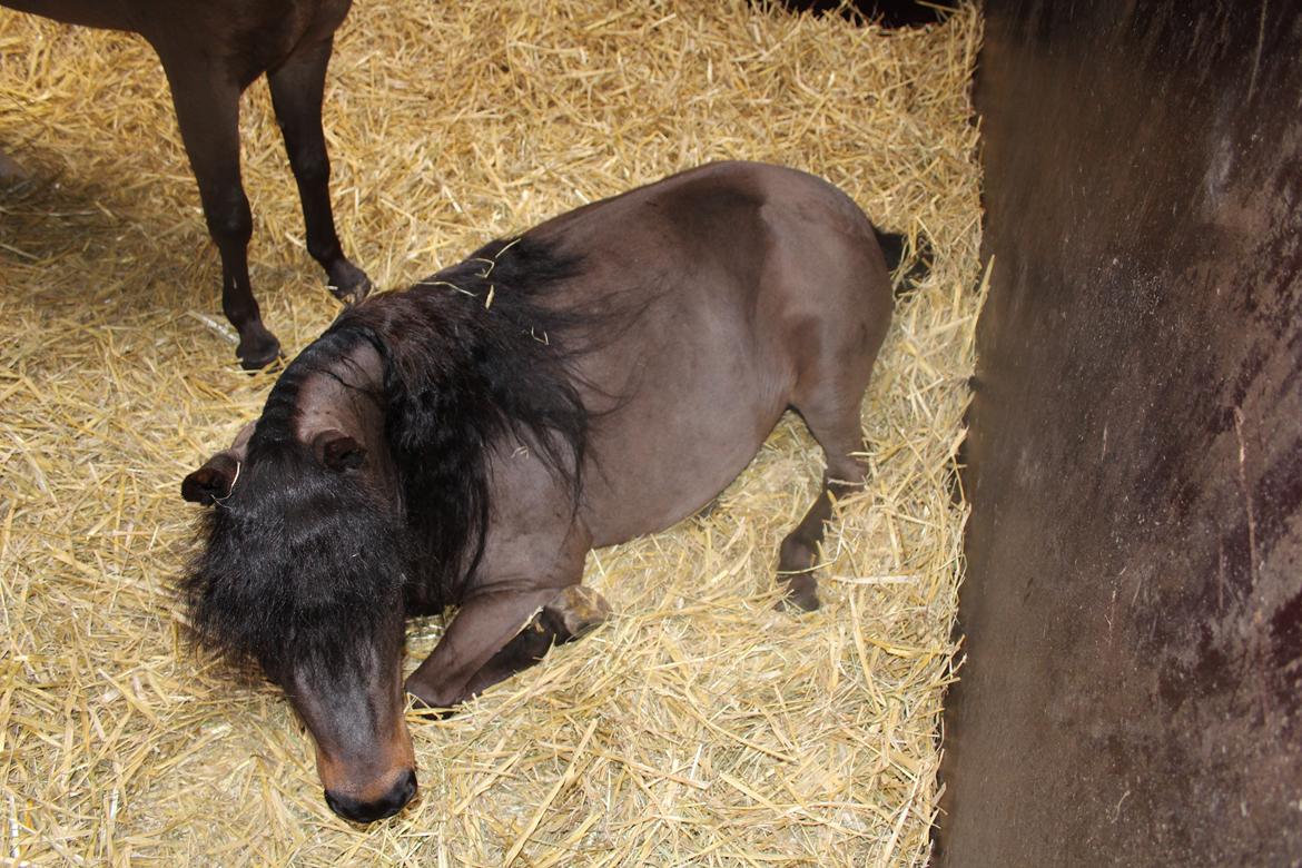 Belgisk Miniature Kogsbølle Pepsi Light billede 19