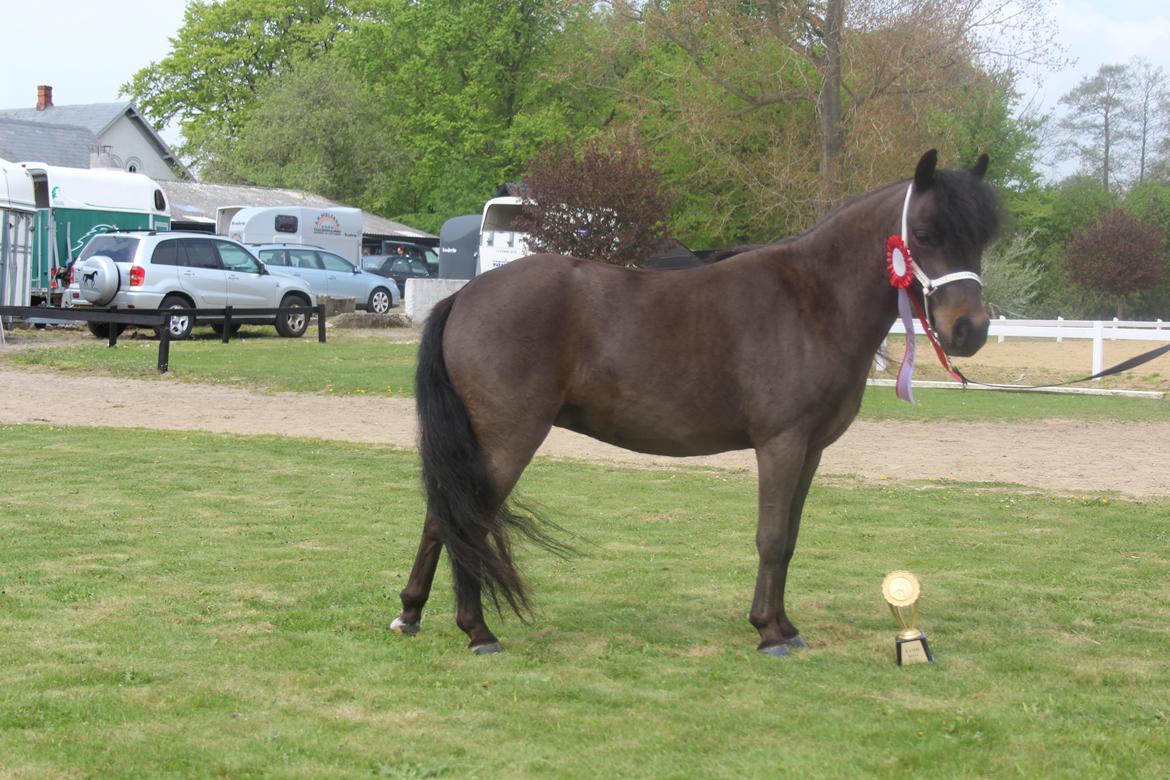 Belgisk Miniature Kogsbølle Pepsi Light billede 20