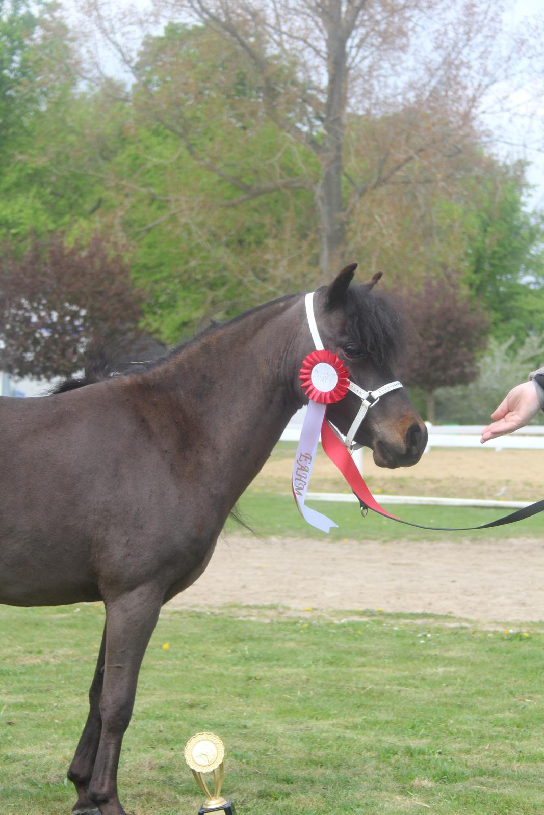 Belgisk Miniature Kogsbølle Pepsi Light billede 21