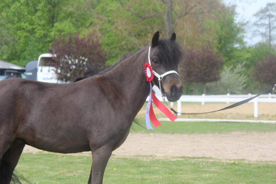 Belgisk Miniature Kogsbølle Pepsi Light billede 22