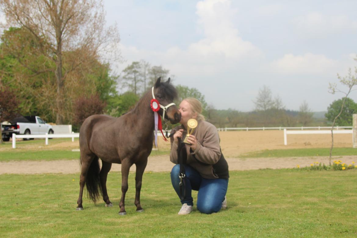Belgisk Miniature Kogsbølle Pepsi Light billede 23