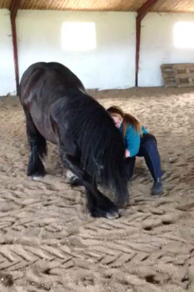 Irish Cob Himmelhest  Zafir - neje kan han også billede 17