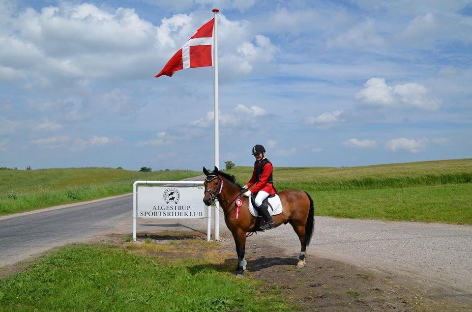 New Forest Øxenborg's Pinocchio - LC B3 LC B1 Vinder af begge klasser :D
Algestrups Sportsrideklub billede 15