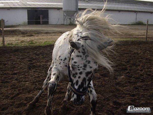 Knabstrupper Smør billede 8