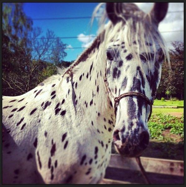 Knabstrupper Smør billede 9