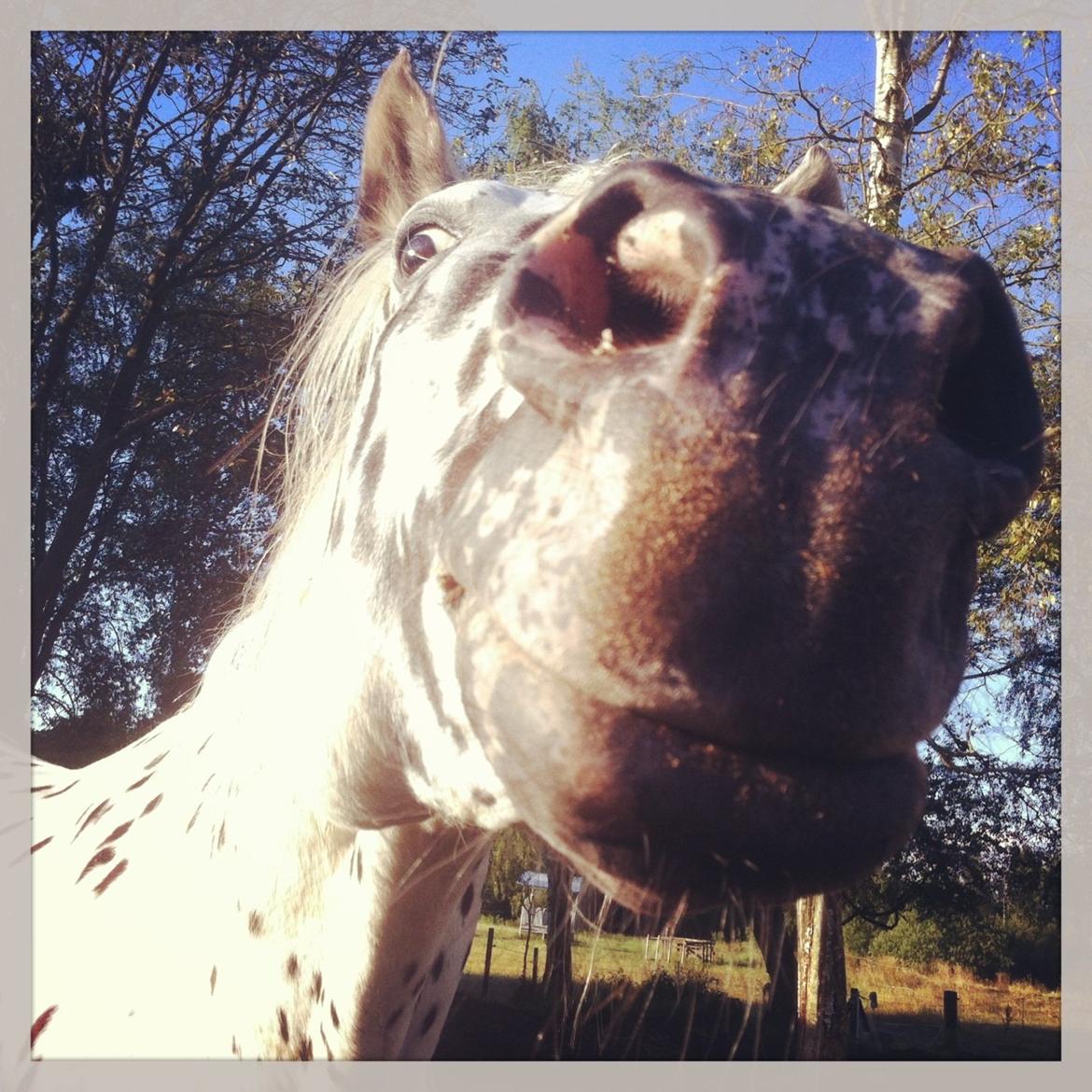 Knabstrupper Smør billede 10