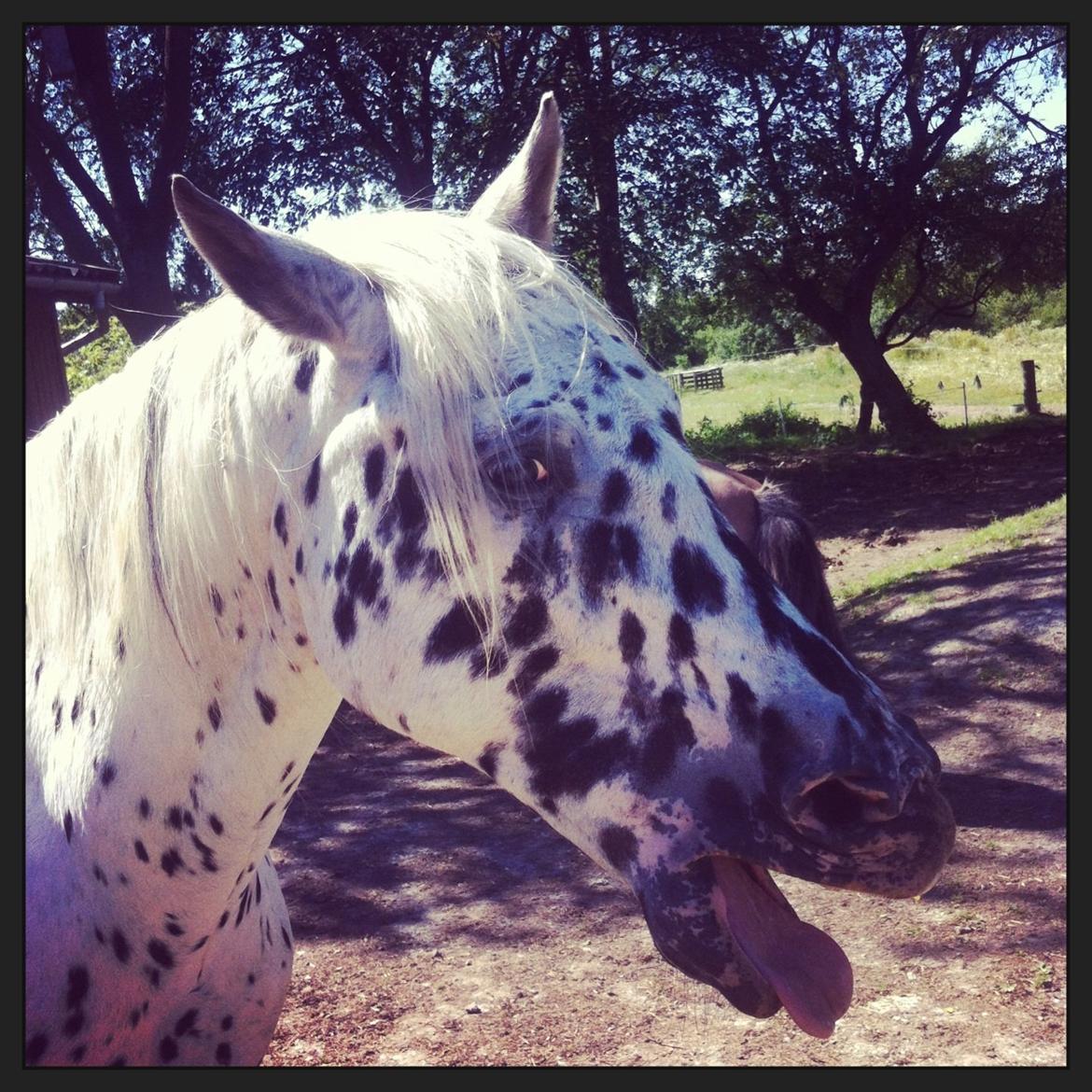 Knabstrupper Smør billede 11