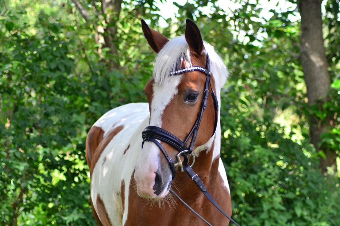 Pinto • Medina • billede 2