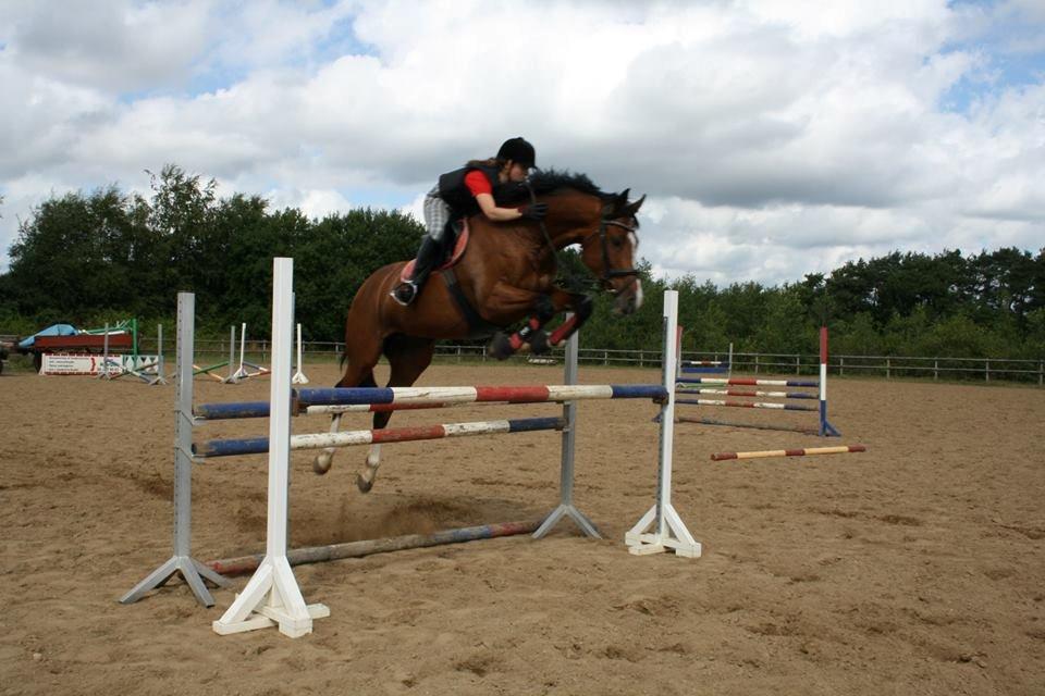 Dansk Varmblod Volstrups Carla - Spring træning. 17.08.2013
 billede 5