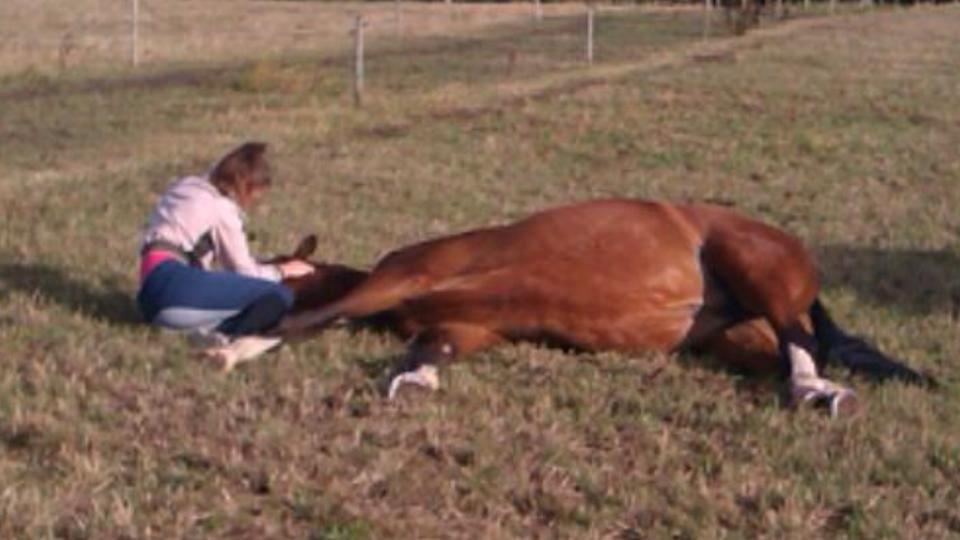 Dansk Varmblod Volstrups Carla - En træt Carla, der har gået ude hele natten. billede 7