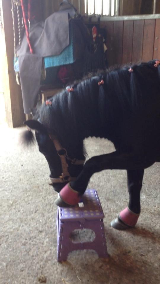 Shetlænder Rikke  - gå på skammel. billede 17