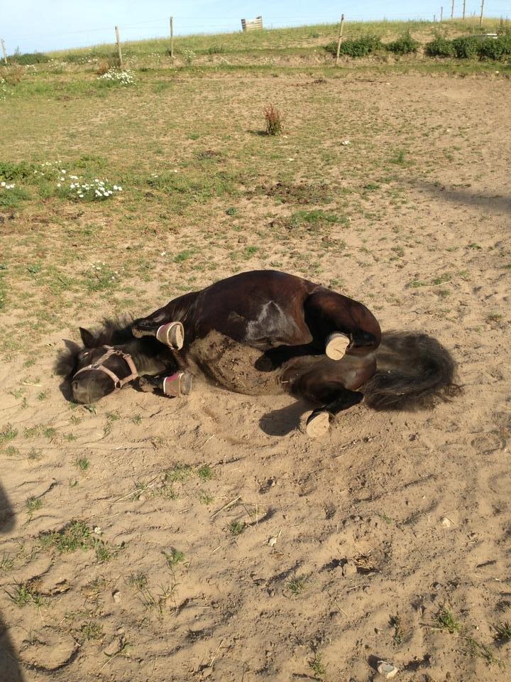 Shetlænder Rikke  - rulle tur efter et bad:) billede 18