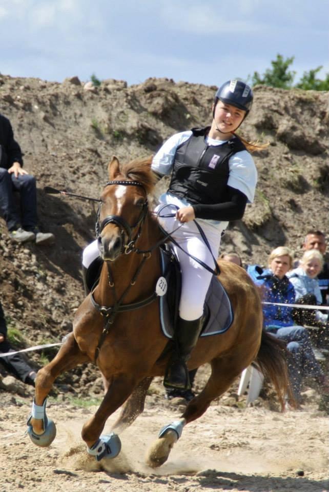 New Forest Freja - DM, stafetspring, 2013 billede 3