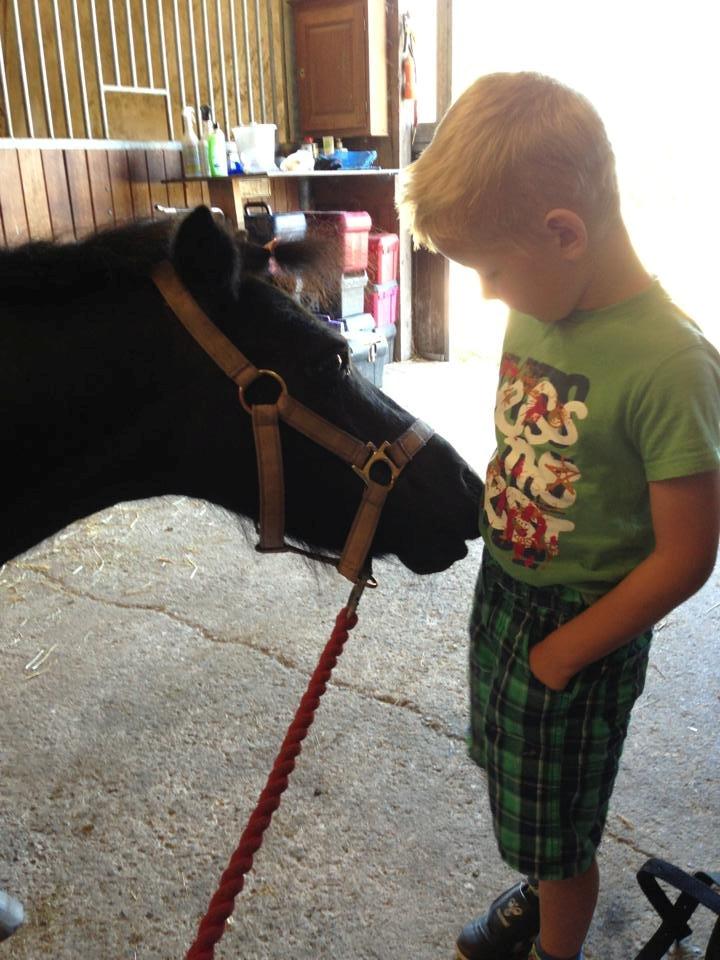 Shetlænder Rikke  - felix giver hende en godbid:) billede 2