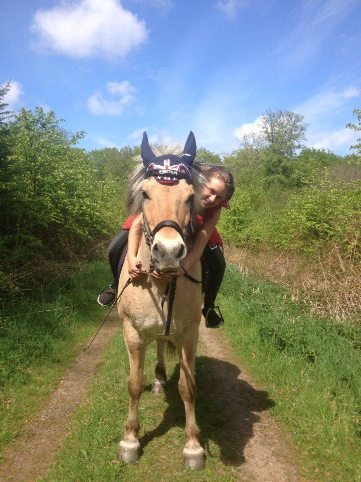Fjordhest Blitten Mose <3 - En dejlig dag sommerdag ude i skoven, sammen med lillesøster og Blitten <3  billede 5