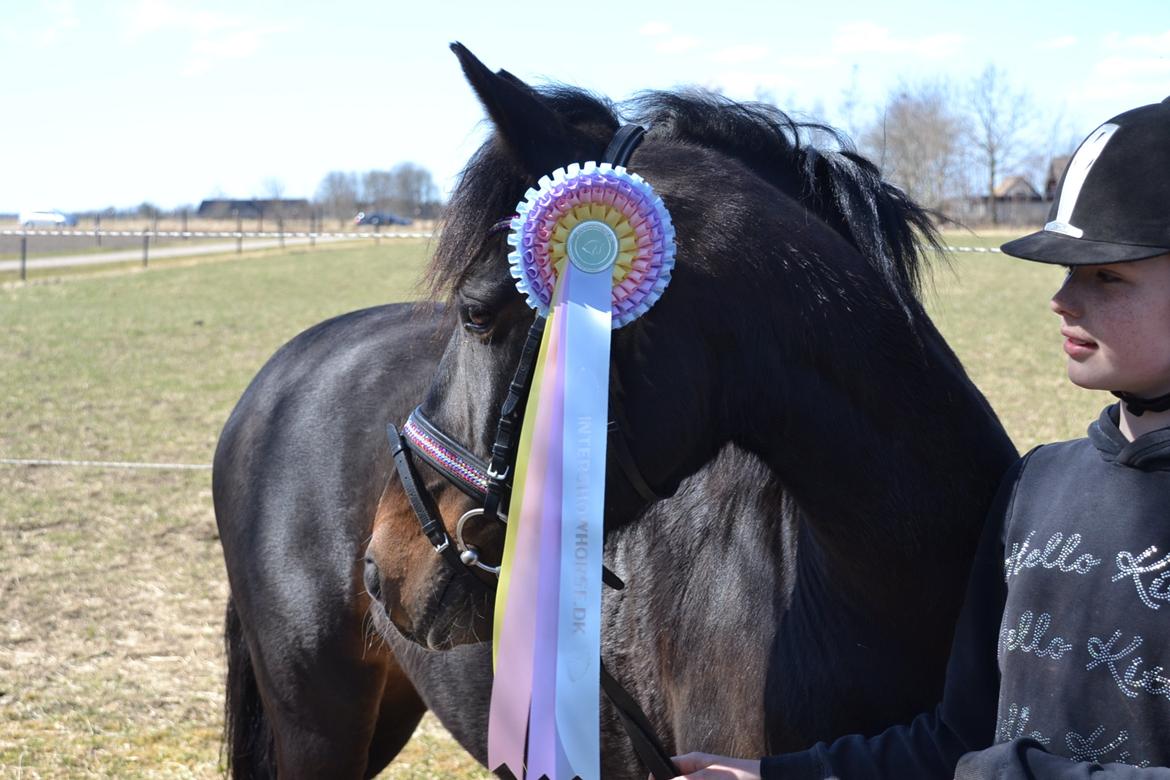 Hollandsk Sportspony Betje (Baby) billede 13