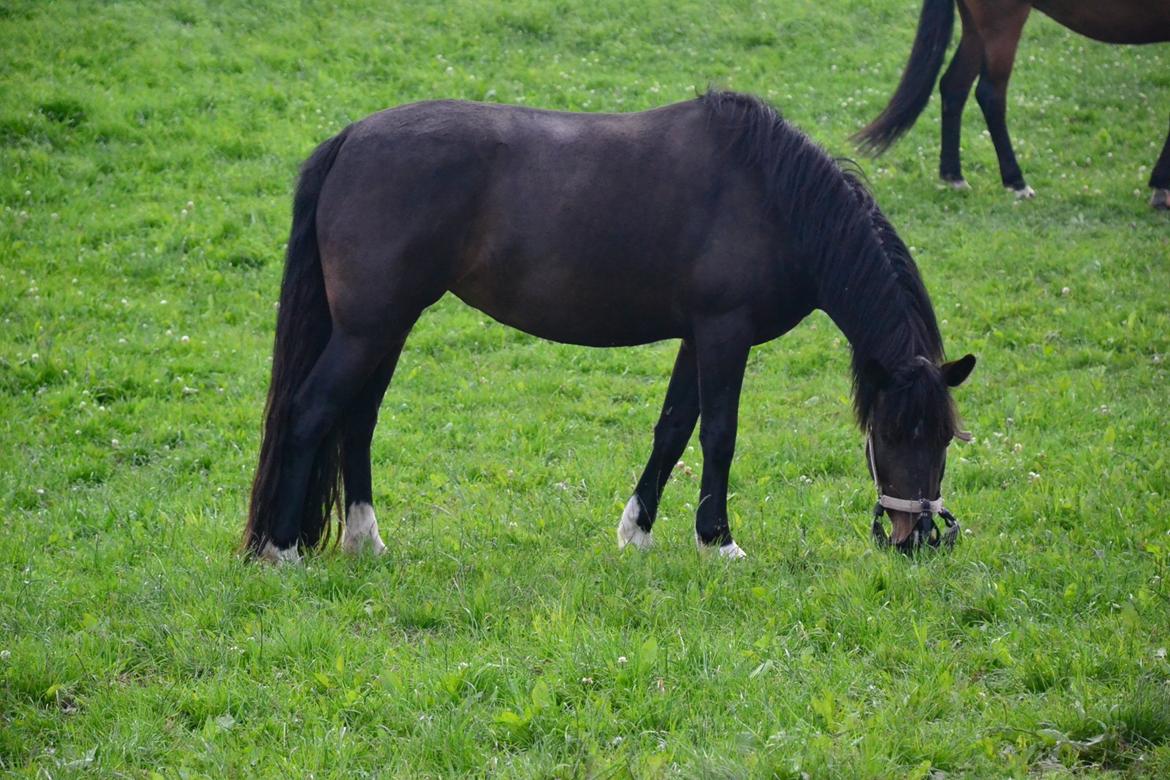 Hollandsk Sportspony Betje (Baby) - Når man er en lækker hoppe skal man passe på formen :-) billede 3