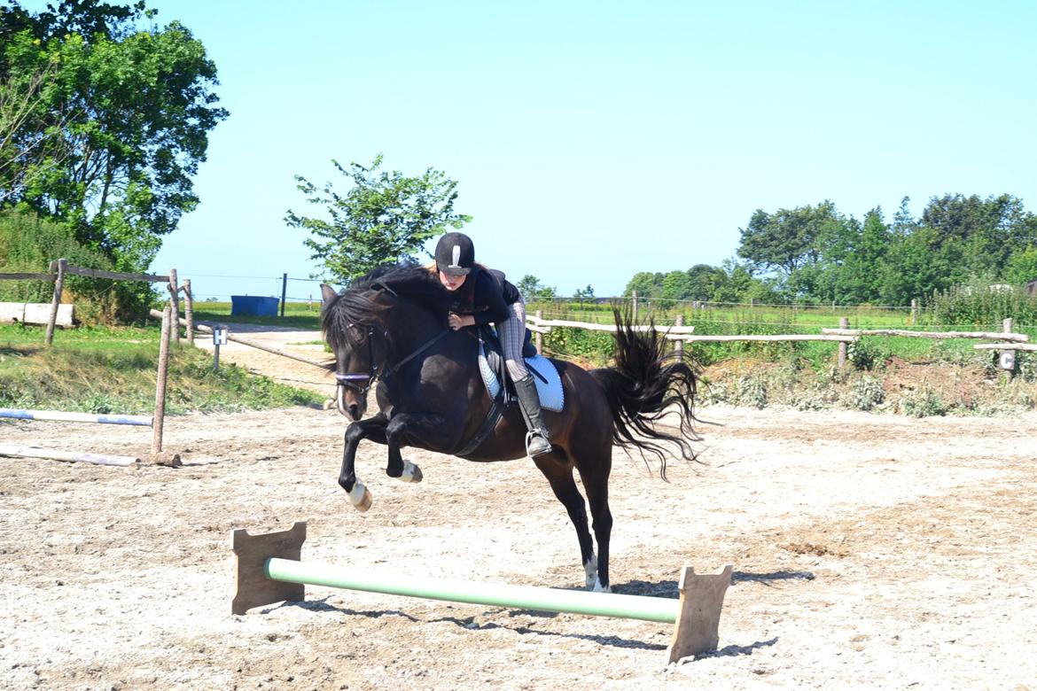 Hollandsk Sportspony Betje (Baby) - sommer 2013 og springning går bedre og bedre billede 15