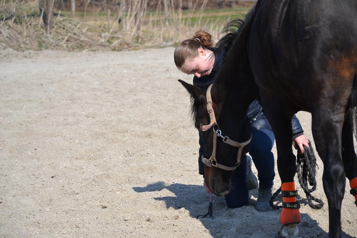 Hollandsk Sportspony Betje (Baby) billede 17