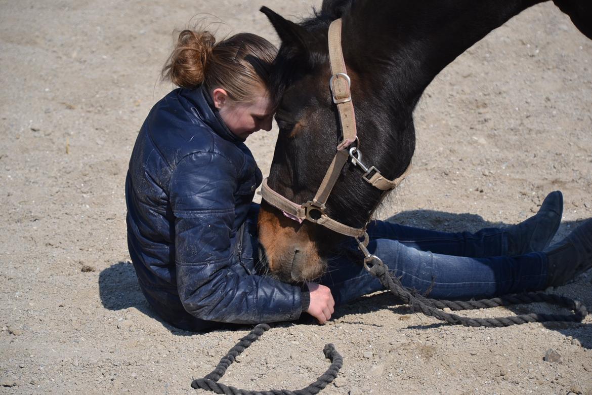 Hollandsk Sportspony Betje (Baby) - Kærlighed ♥ billede 1