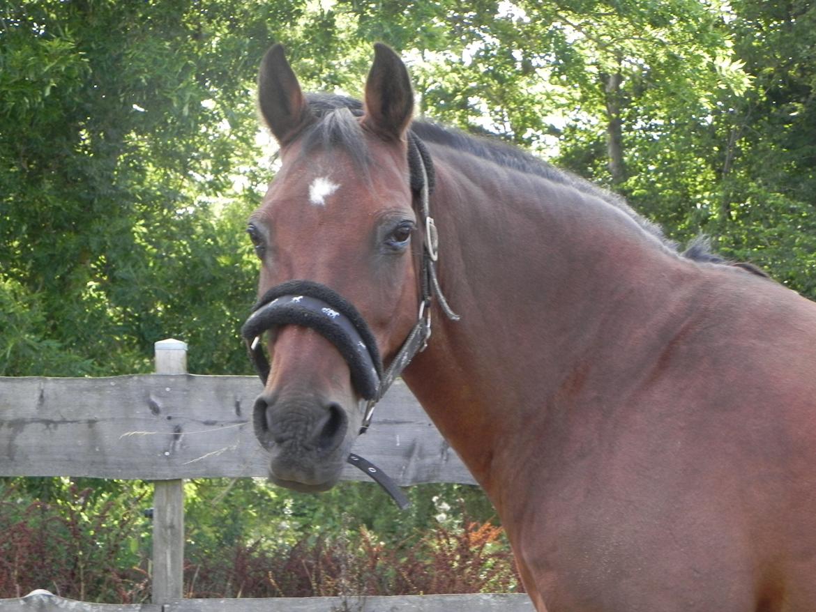 Anden særlig race Diango (miss) - smukke :O billede 16