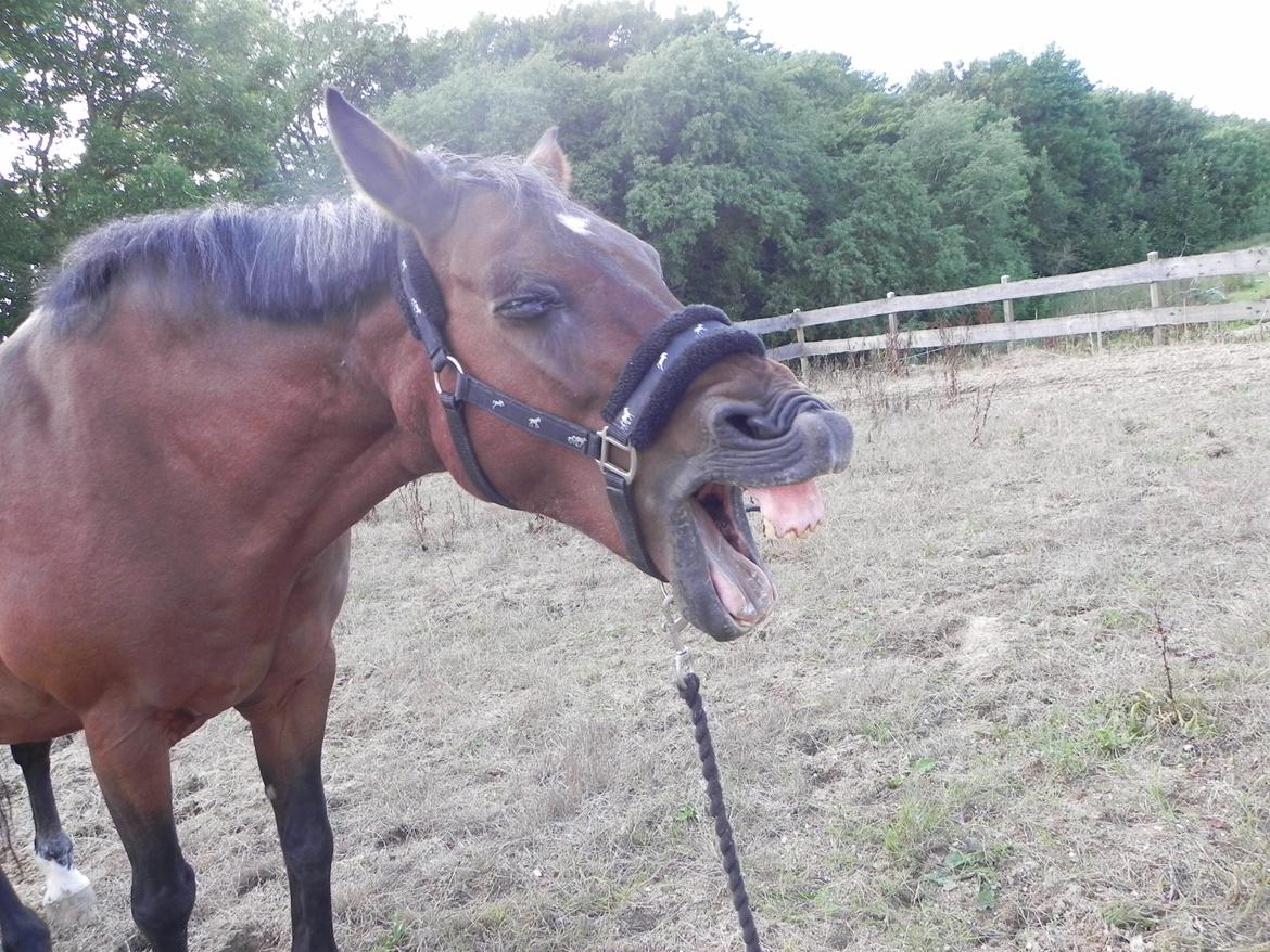 Anden særlig race Diango (miss) - ha ha billede 18