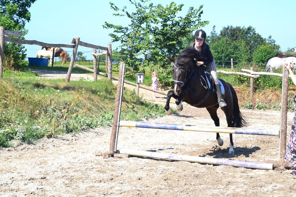 Hollandsk Sportspony Betje (Baby) billede 16