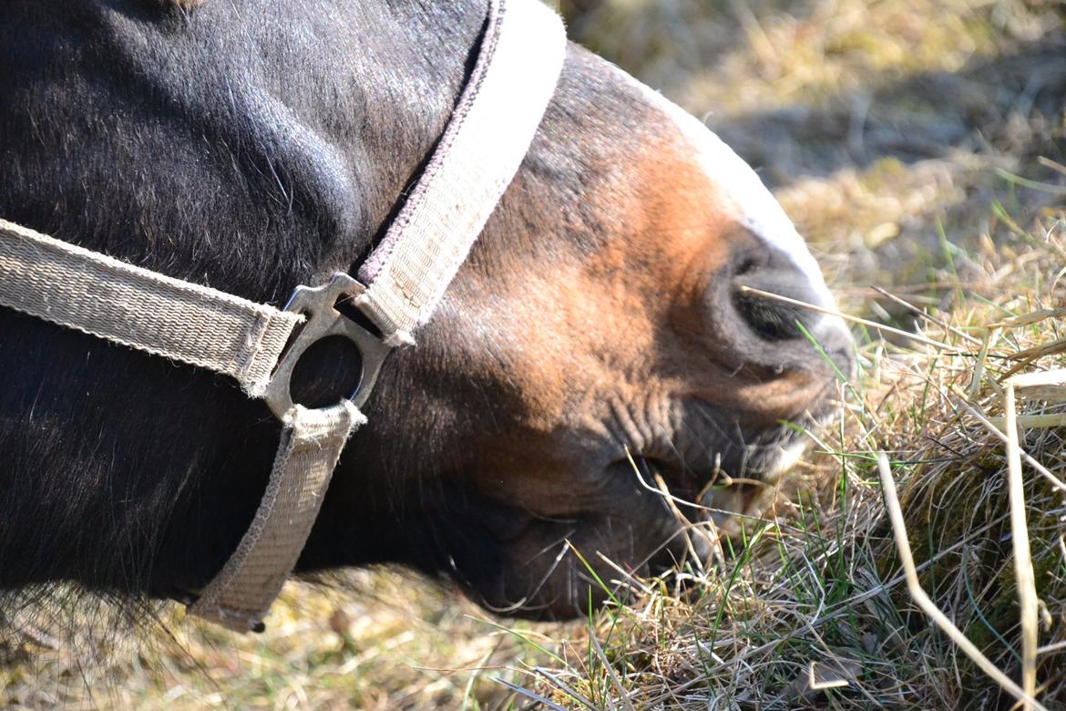 Hollandsk Sportspony Betje (Baby) billede 18