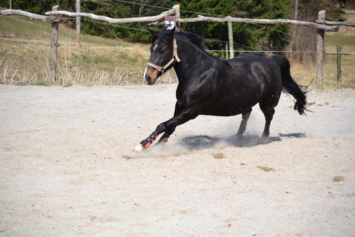 Hollandsk Sportspony Betje (Baby) billede 19