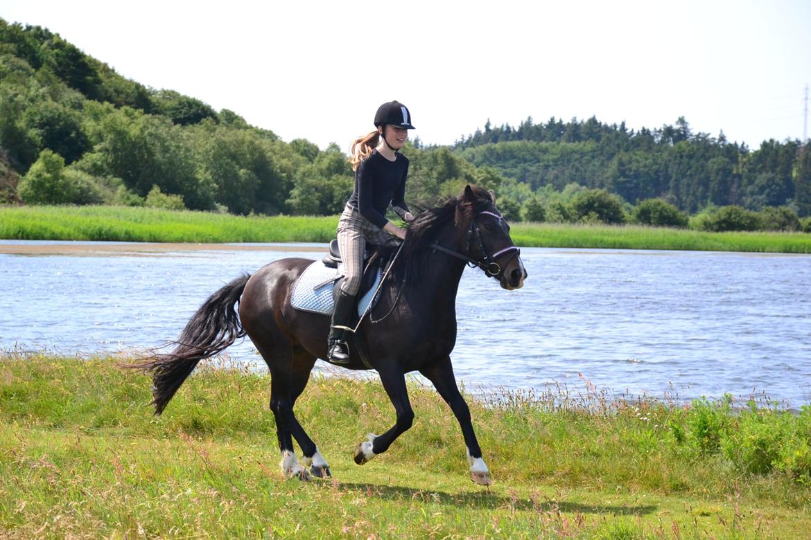 Hollandsk Sportspony Betje (Baby) - Tur til Kilen, sommeren 2013 billede 2