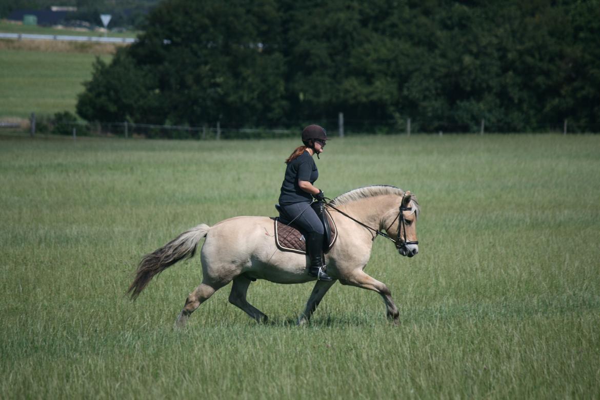 Fjordhest Tjalfe Fjordvang - Drømmer mig tilbage til sommeren med dig <3 billede 7