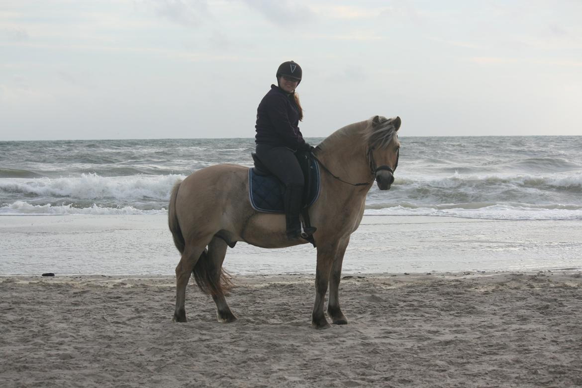 Fjordhest Tjalfe Fjordvang - Vildeste oplevelse nogensinde, ride ved vesterhavet! :-D billede 9