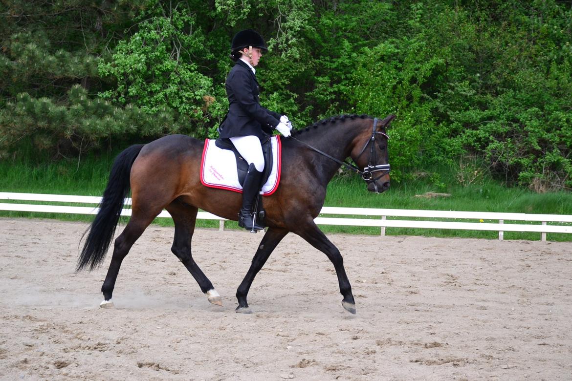 New Forest Meldgaardens Sir Duncan - B-pony - Regionsstævne STR 2013 billede 8