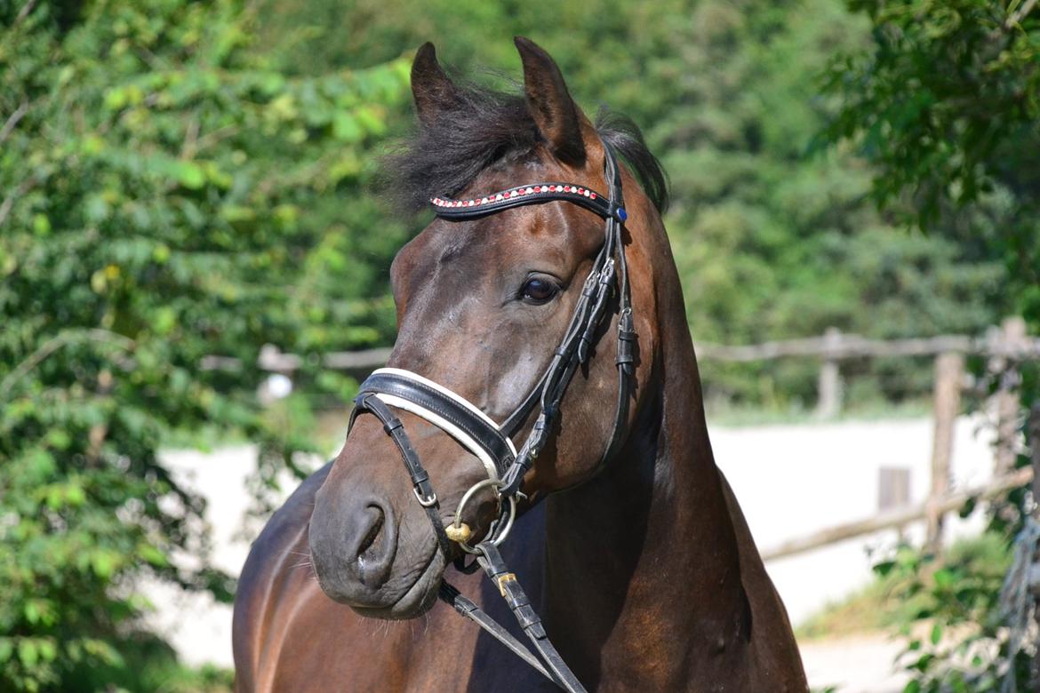 New Forest Meldgaardens Sir Duncan - B-pony - Meldgaardens Sir Duncan billede 1