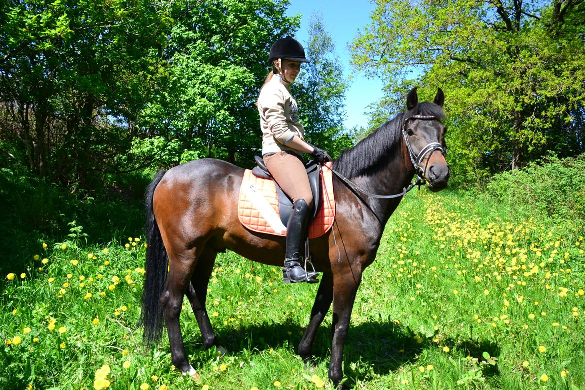 New Forest Meldgaardens Sir Duncan - B-pony - En forårsdag i det grønne billede 2