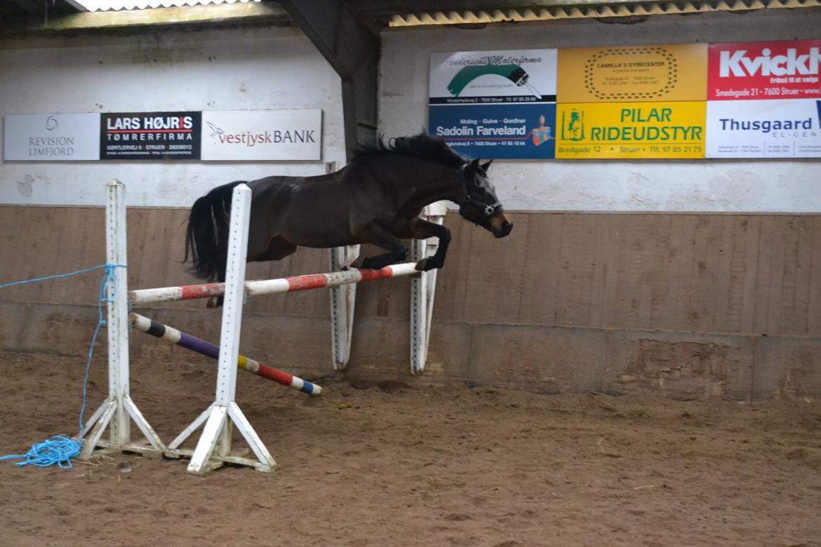New Forest Meldgaardens Sir Duncan - B-pony - Løsspringning vinter 2013, 115 cm billede 10