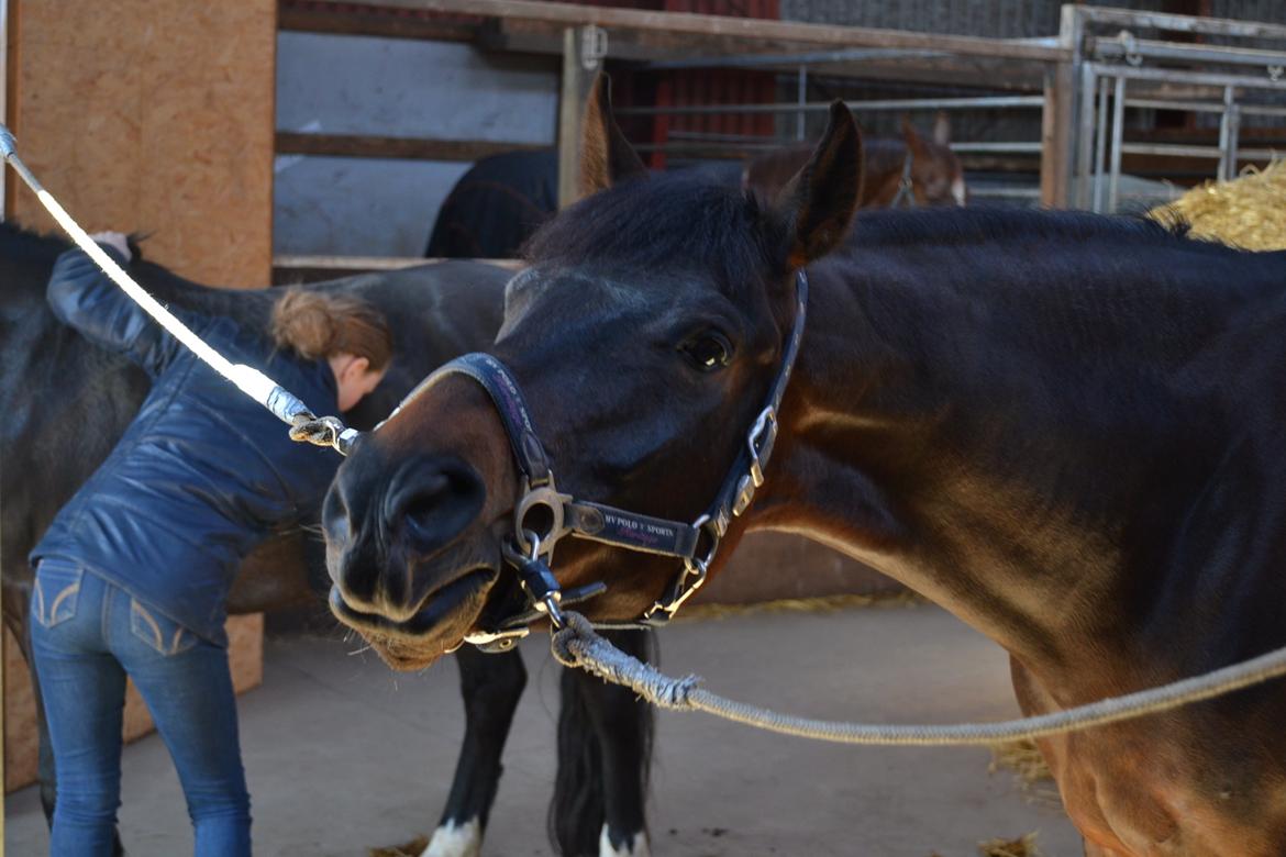 New Forest Meldgaardens Sir Duncan - B-pony - Her rammer Simone lige det gode punkt :-) billede 11