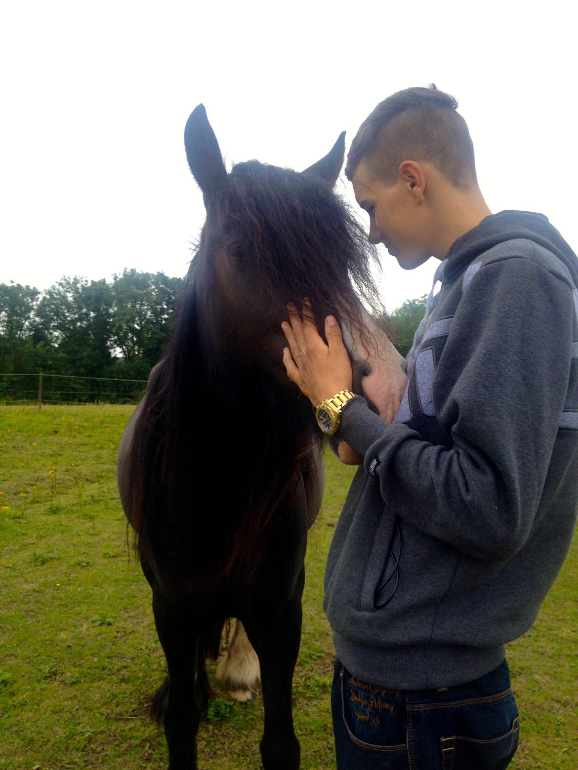 Irish Cob Storelykkes hus Mercedes billede 10