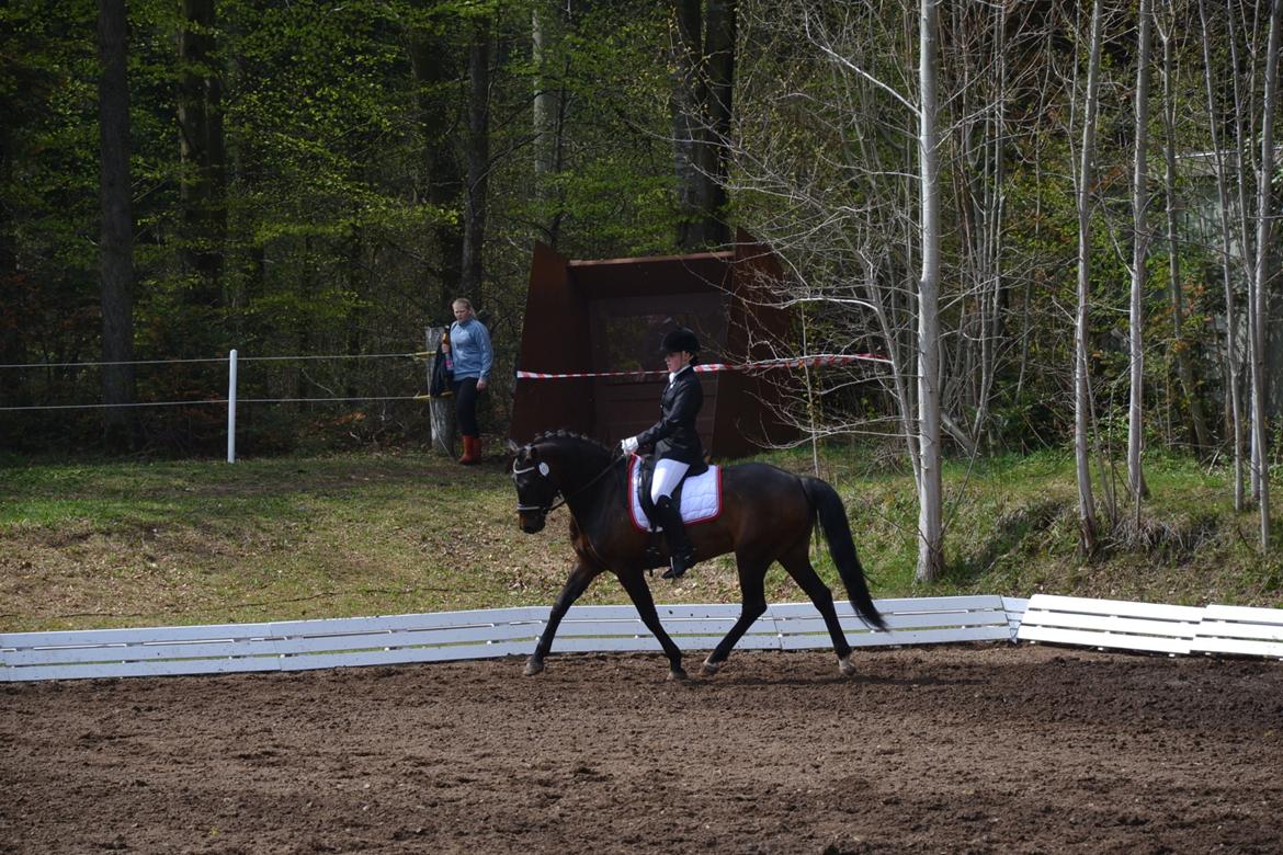 New Forest Meldgaardens Sir Duncan - B-pony - LB1 Morsø 2013 billede 7