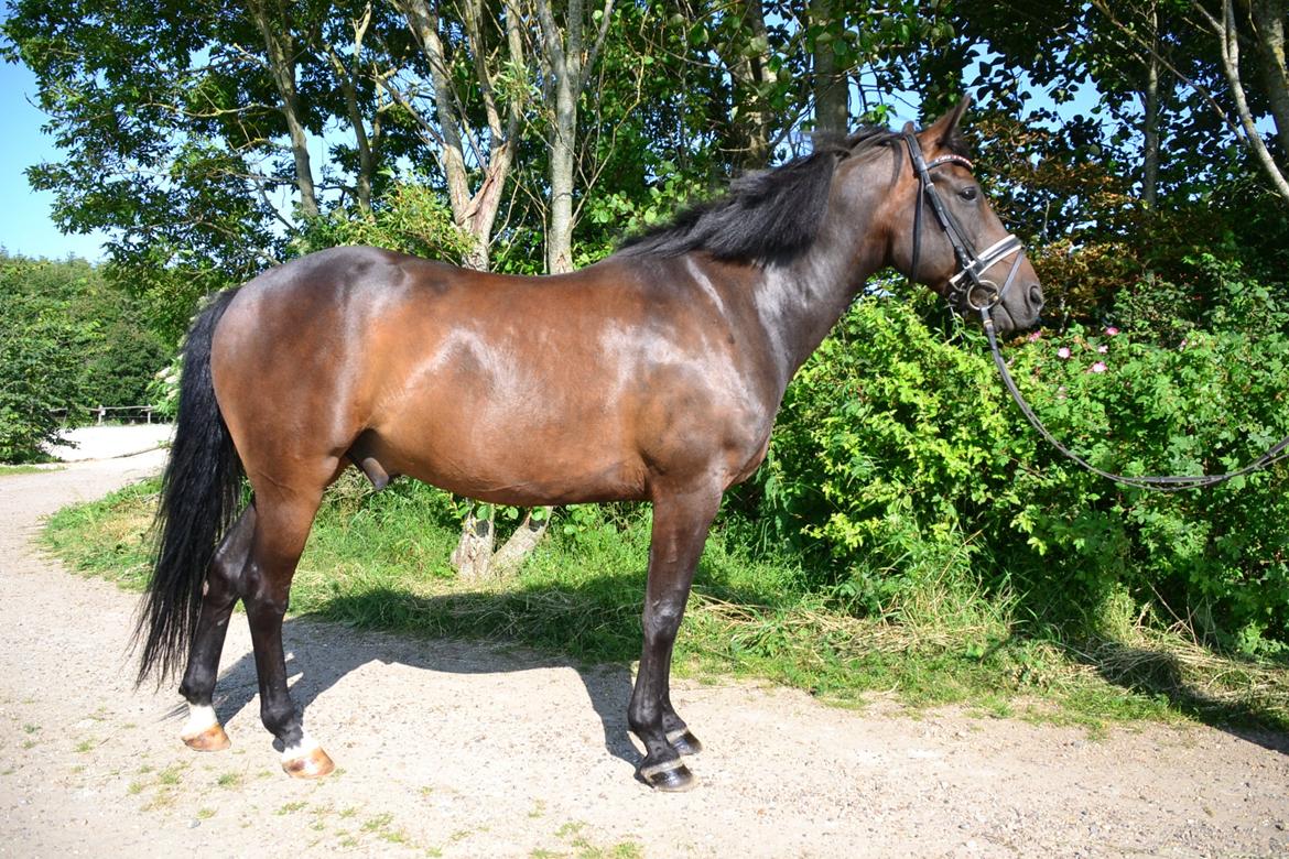 New Forest Meldgaardens Sir Duncan - B-pony billede 4