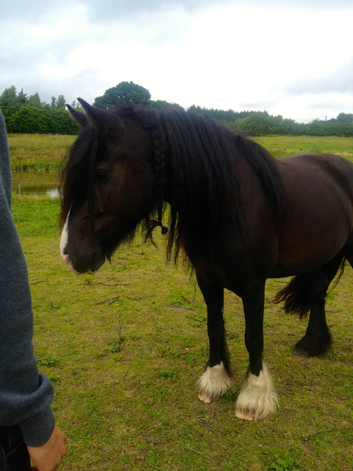 Irish Cob Storelykkes hus Mercedes - Nyeste billede af prinsessen, hvor man kan se alt hendes hår.  billede 11