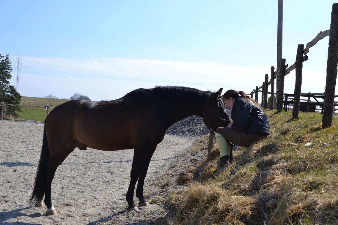 New Forest Meldgaardens Sir Duncan - B-pony billede 12