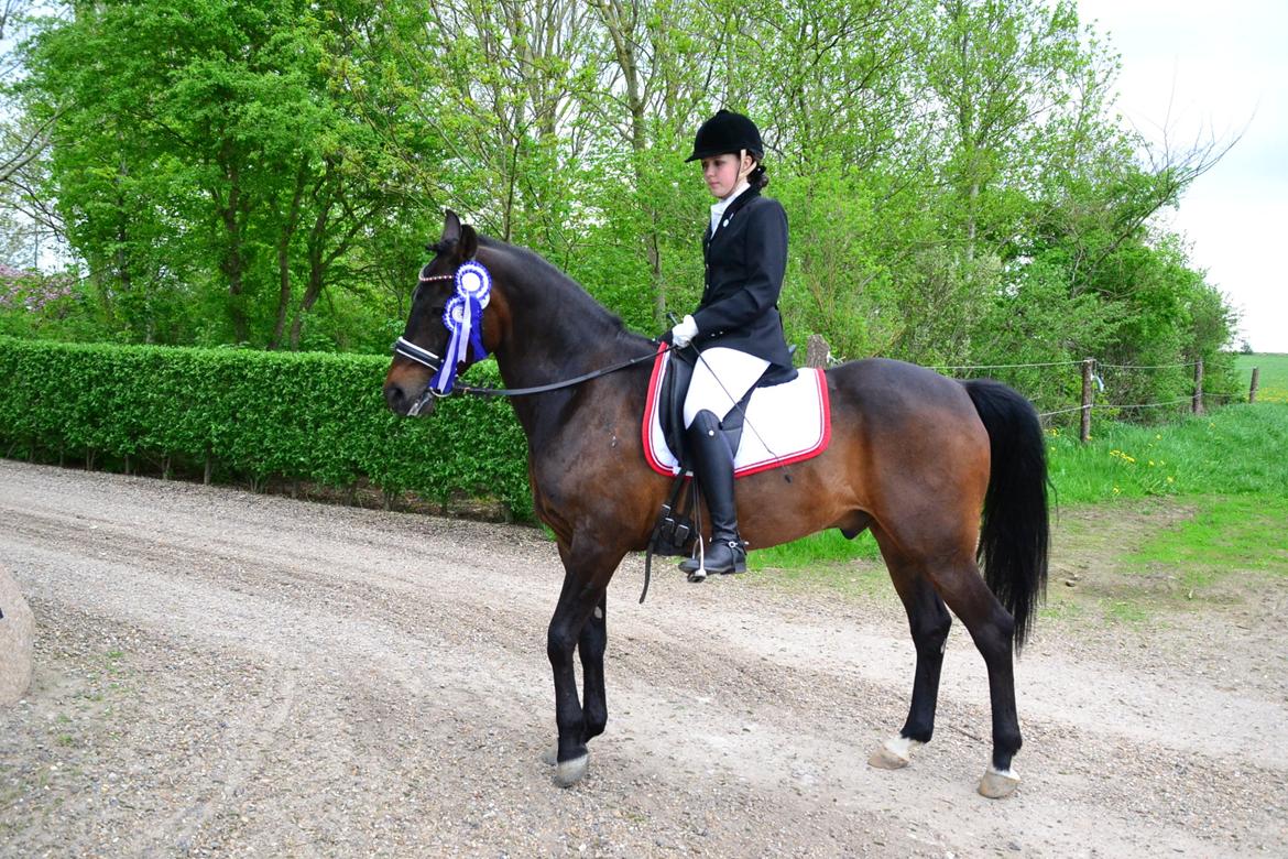 New Forest Meldgaardens Sir Duncan - B-pony - Regionsstævne STR 2013 billede 9