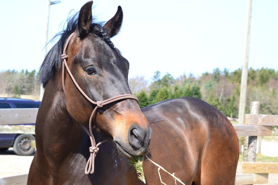 New Forest Meldgaardens Sir Duncan - B-pony billede 13