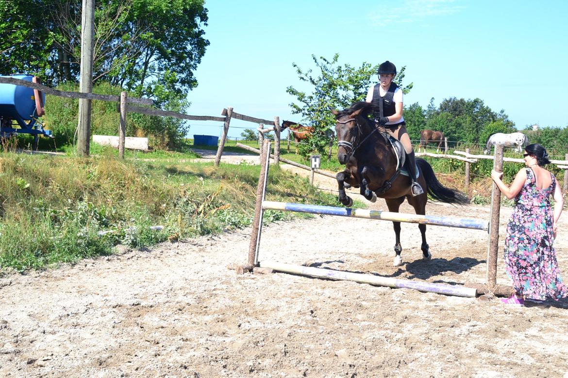 New Forest Meldgaardens Sir Duncan - B-pony - lille sommerferiespring. billede 5